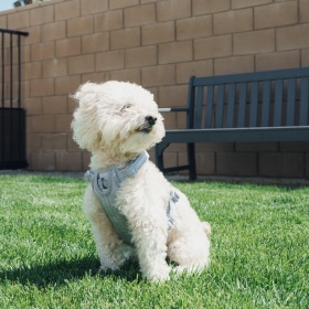 We're a pet-friendly community